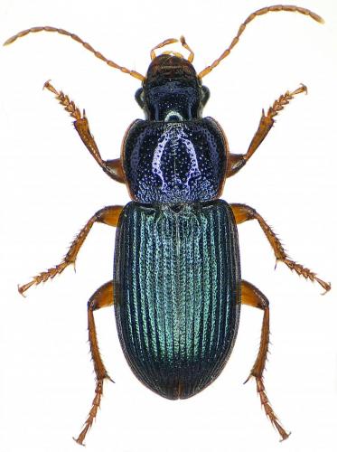 Réf. 215 962 : Ophonus azureus
